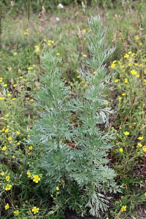 Wormwood - a raw material for the preparation of effective antihelminthic agents