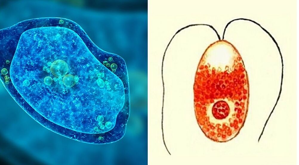 parasitic protozoa amoeba dysentery and plasmodium malaria