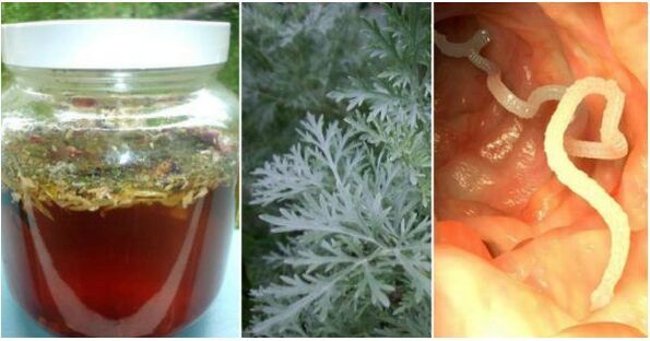 Wormwood-based decoction will help destroy parasites
