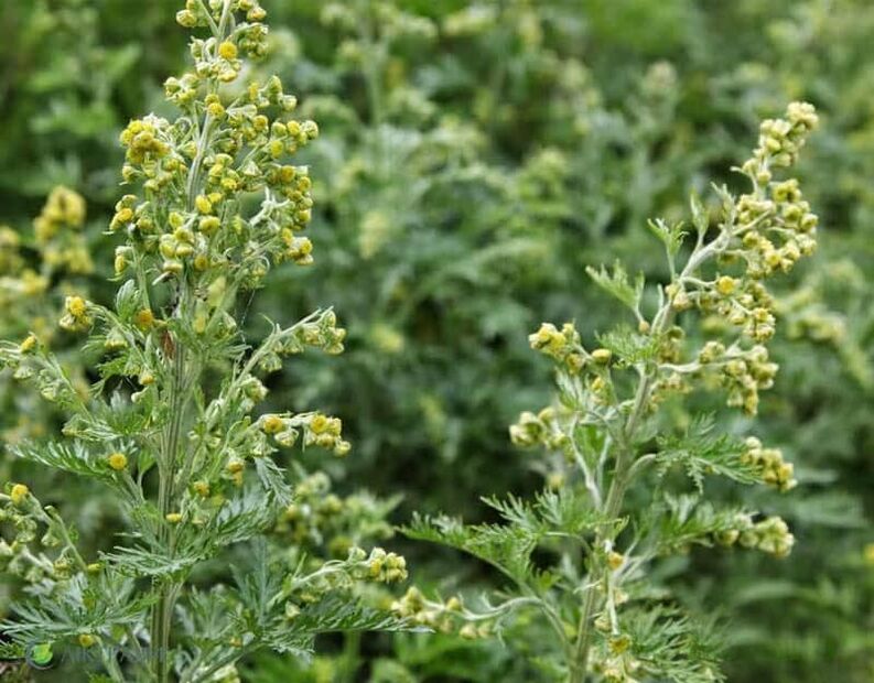 Wormwood bitter from parasites