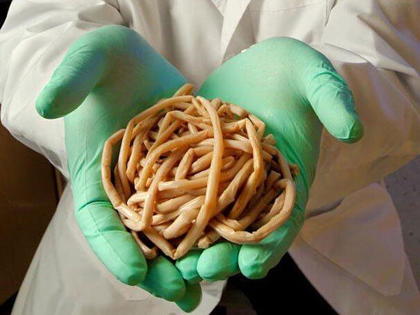 What is a dangerous parasite
