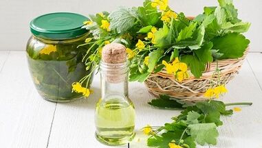 Celandine to remove parasites from the body